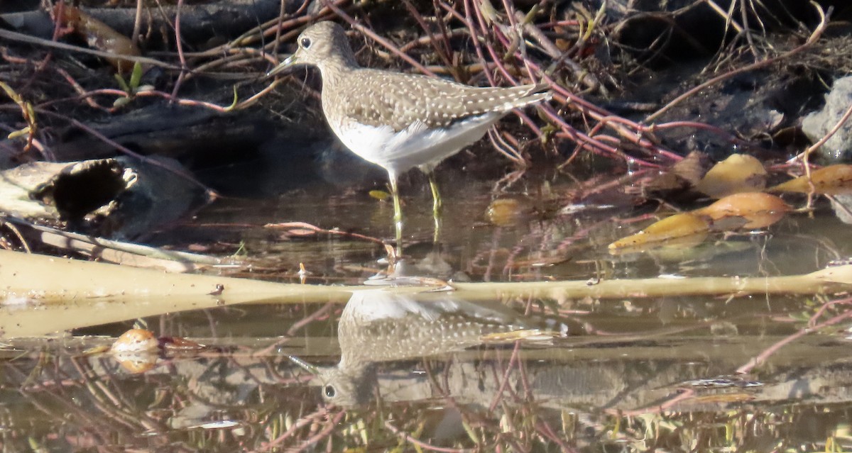 Solitary Sandpiper - ML645829350