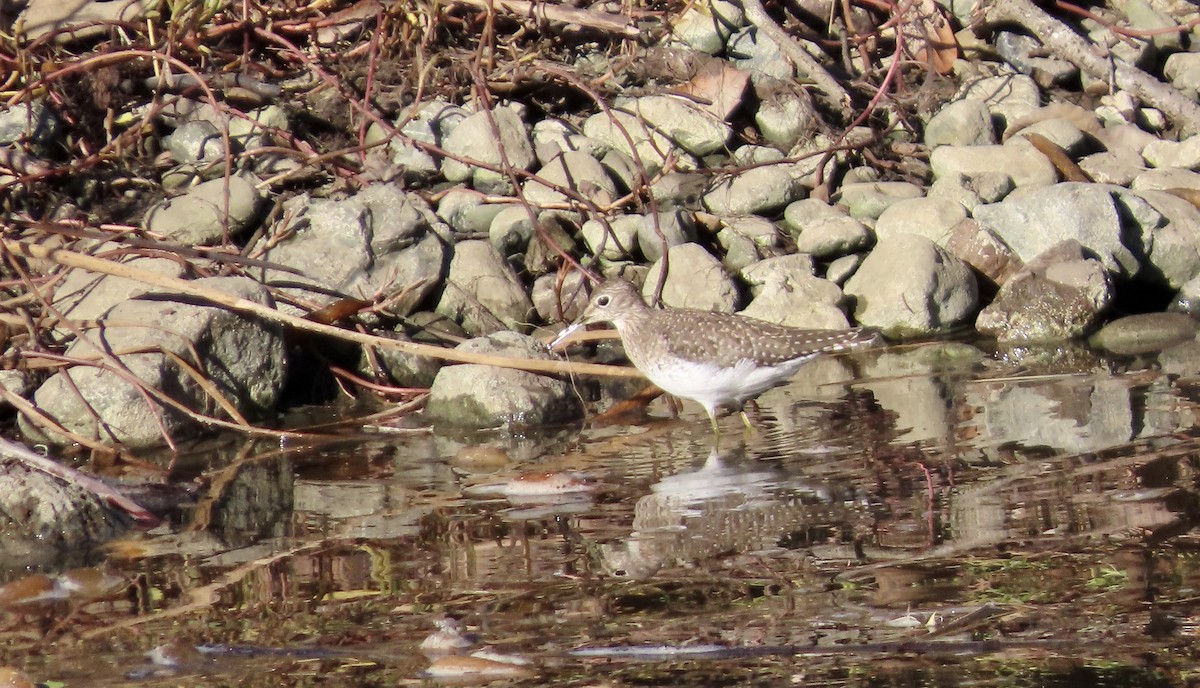 Solitary Sandpiper - ML645829351