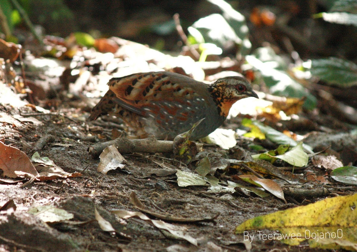 Torquéole à gorge rousse - ML645829352