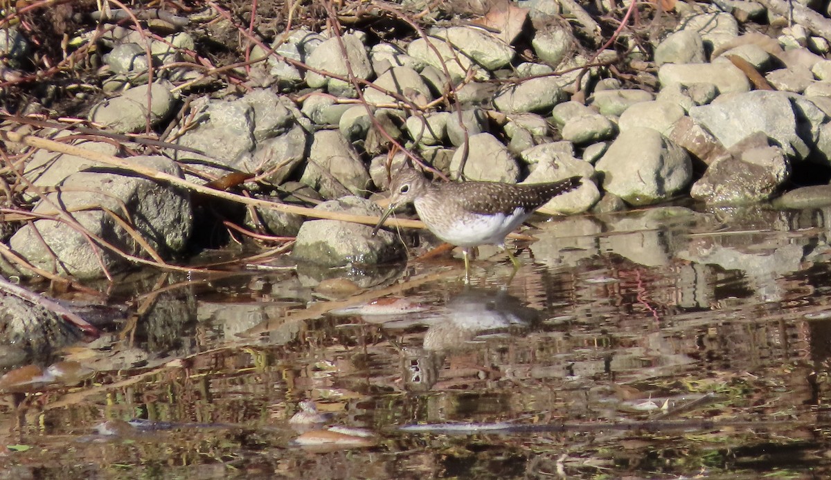 Solitary Sandpiper - ML645829353