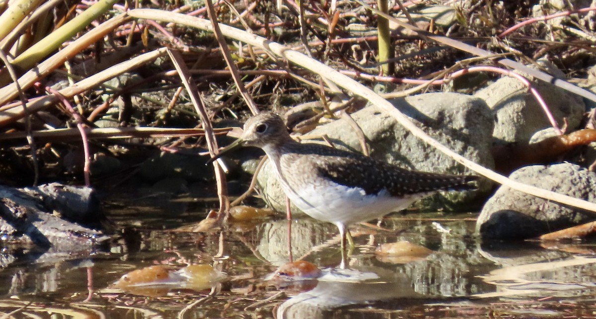 Solitary Sandpiper - ML645829354