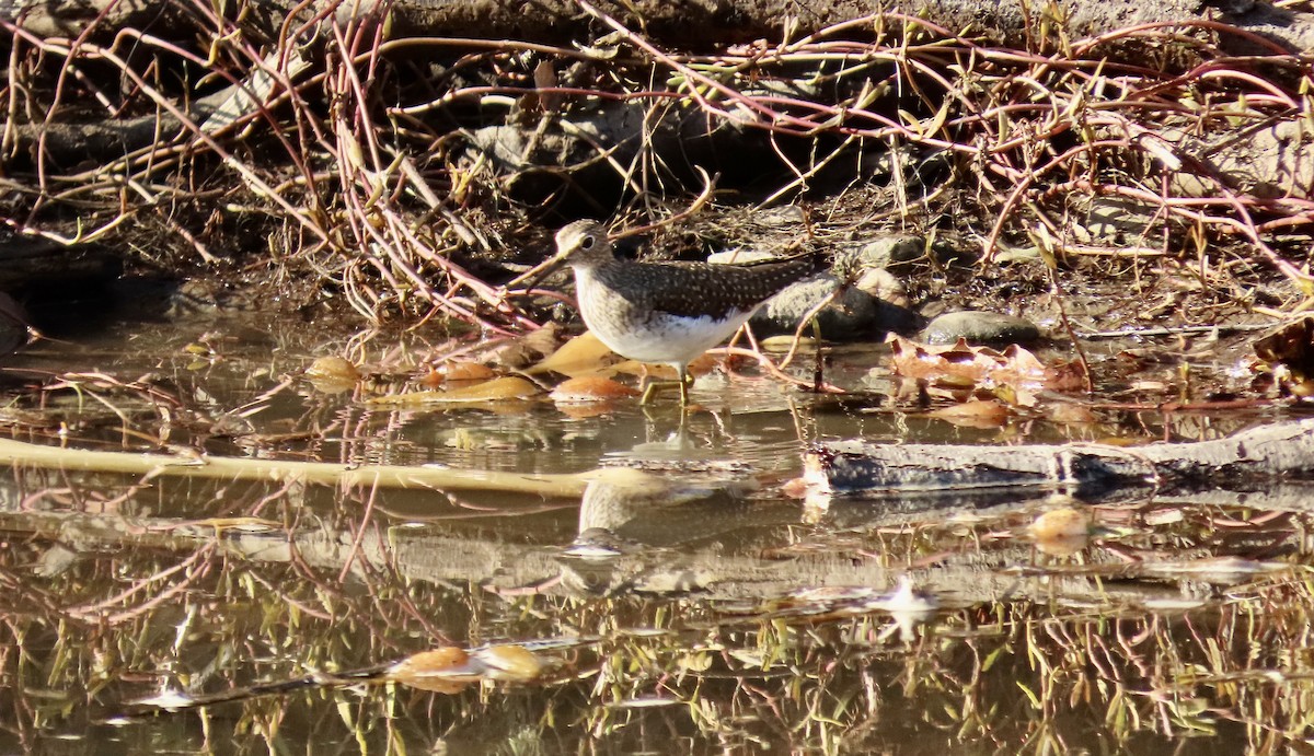 Solitary Sandpiper - ML645829355