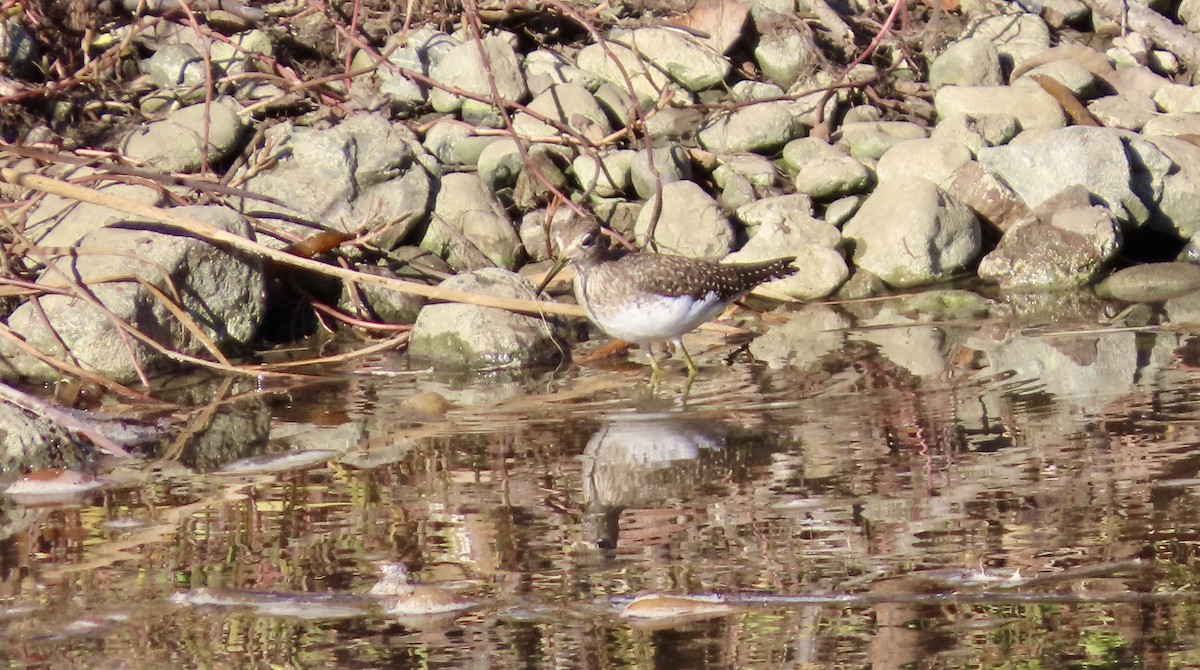 Solitary Sandpiper - ML645829356