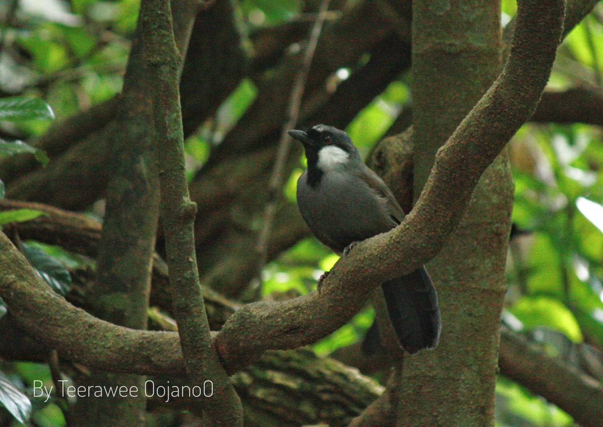 Garrulaxe à joues blanches - ML645829357