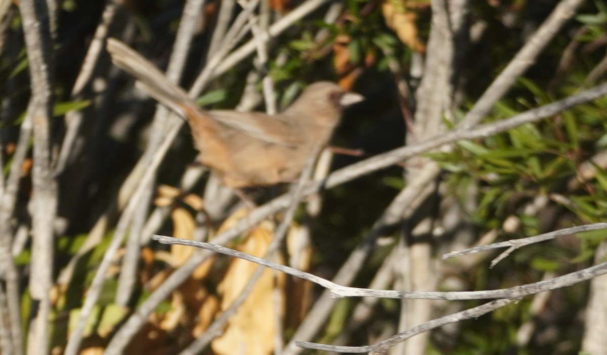 Tohi d'Abert - ML645829359