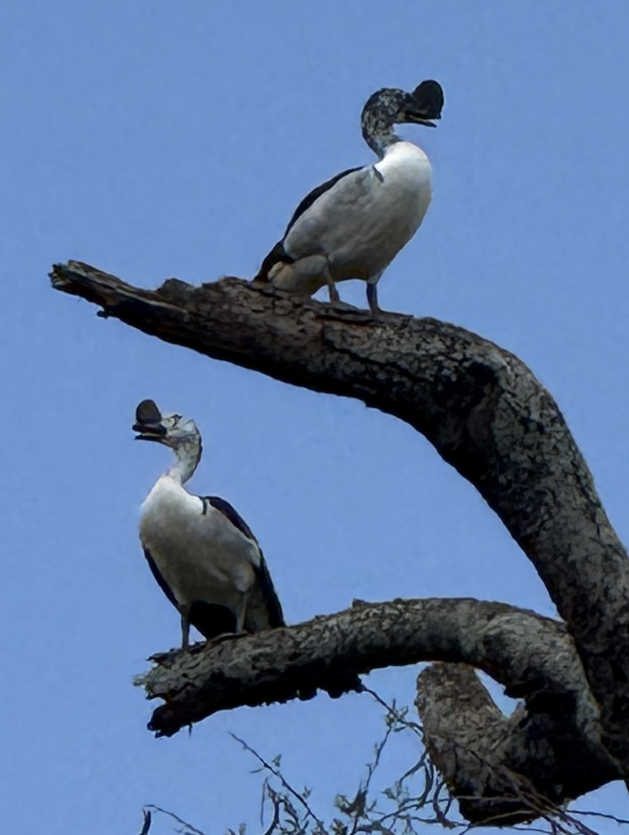 Knob-billed Duck - ML645829360