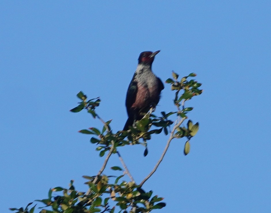 Pic de Lewis - ML645829364