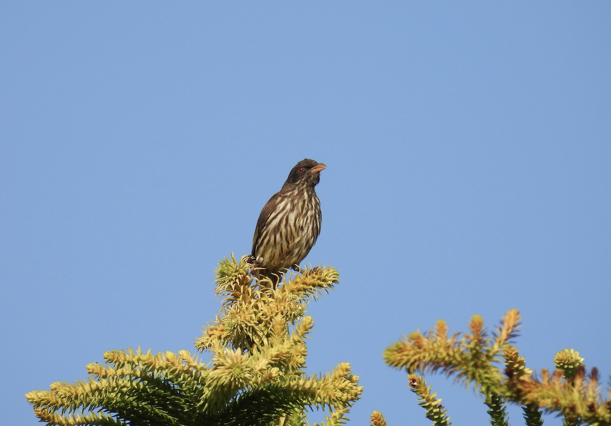 Esclave palmiste - ML645829365