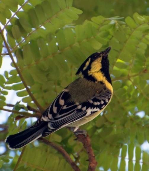 Mésange jaune - ML645829367