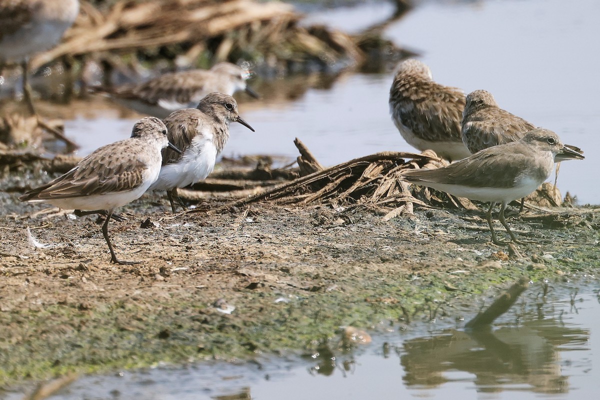 Bécasseau de Temminck - ML645829368