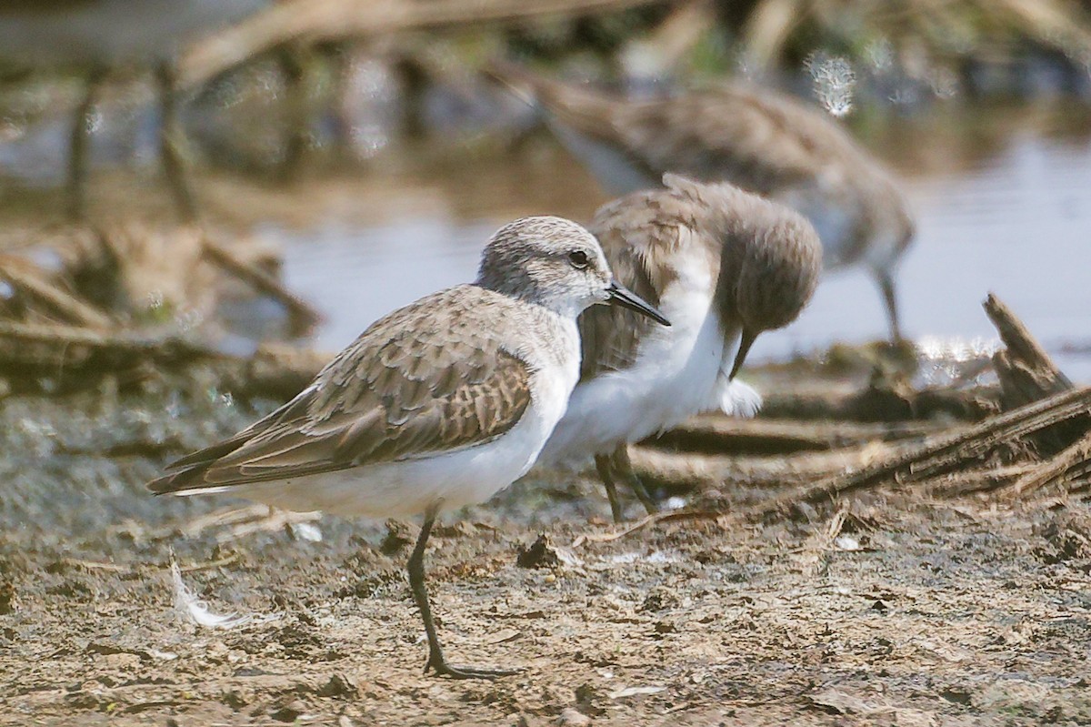 Bécasseau minute - ML645829369