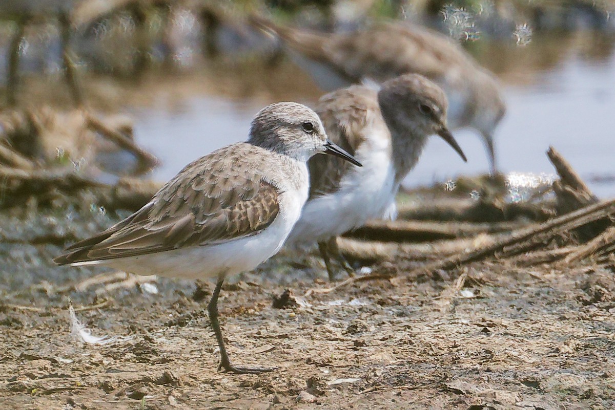 Bécasseau minute - ML645829370