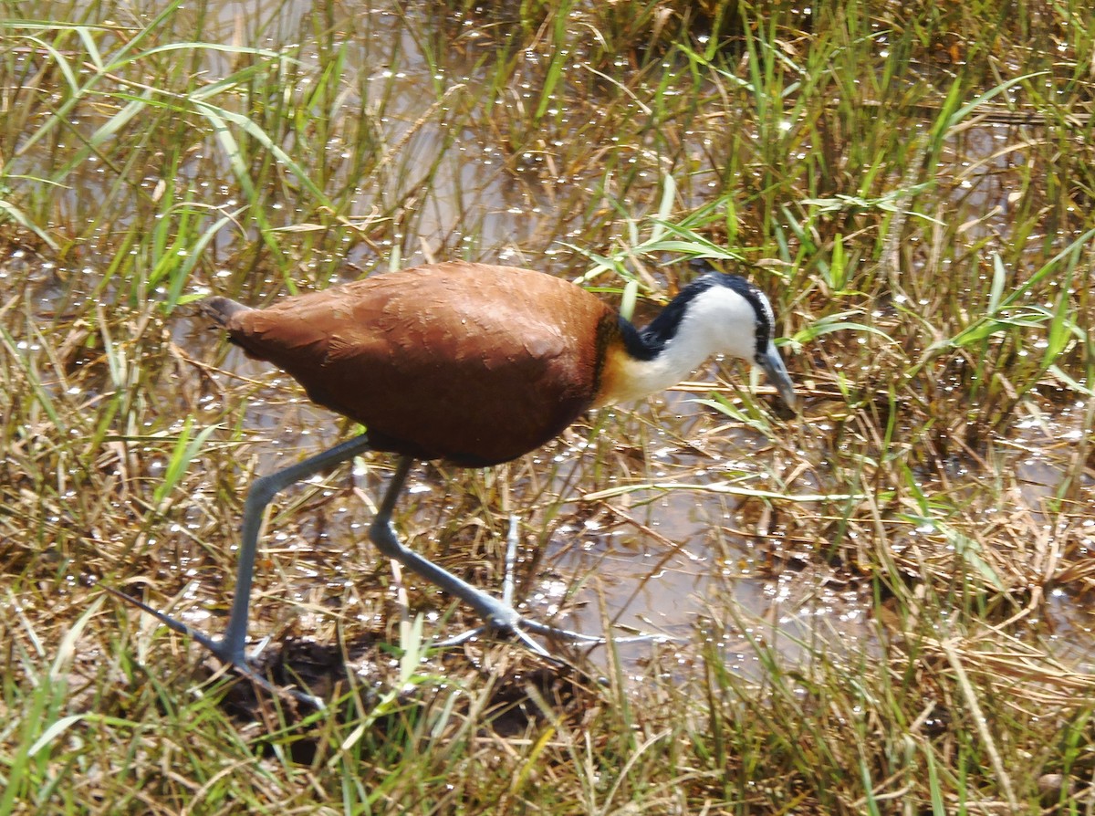 Jacana à poitrine dorée - ML645829371