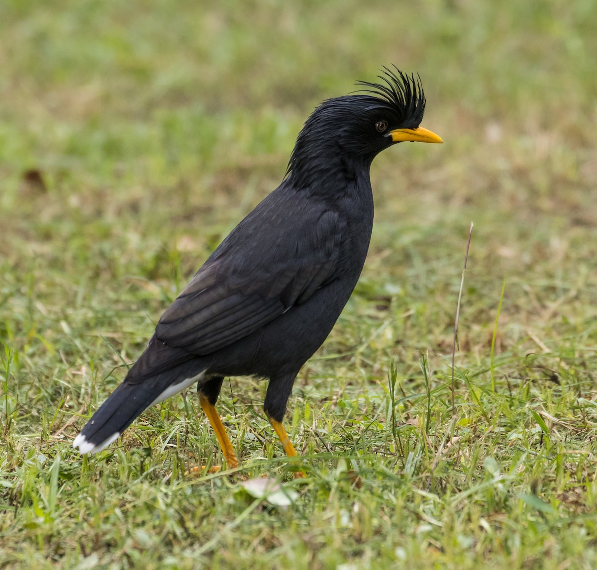 Grand Martin - ML645829372