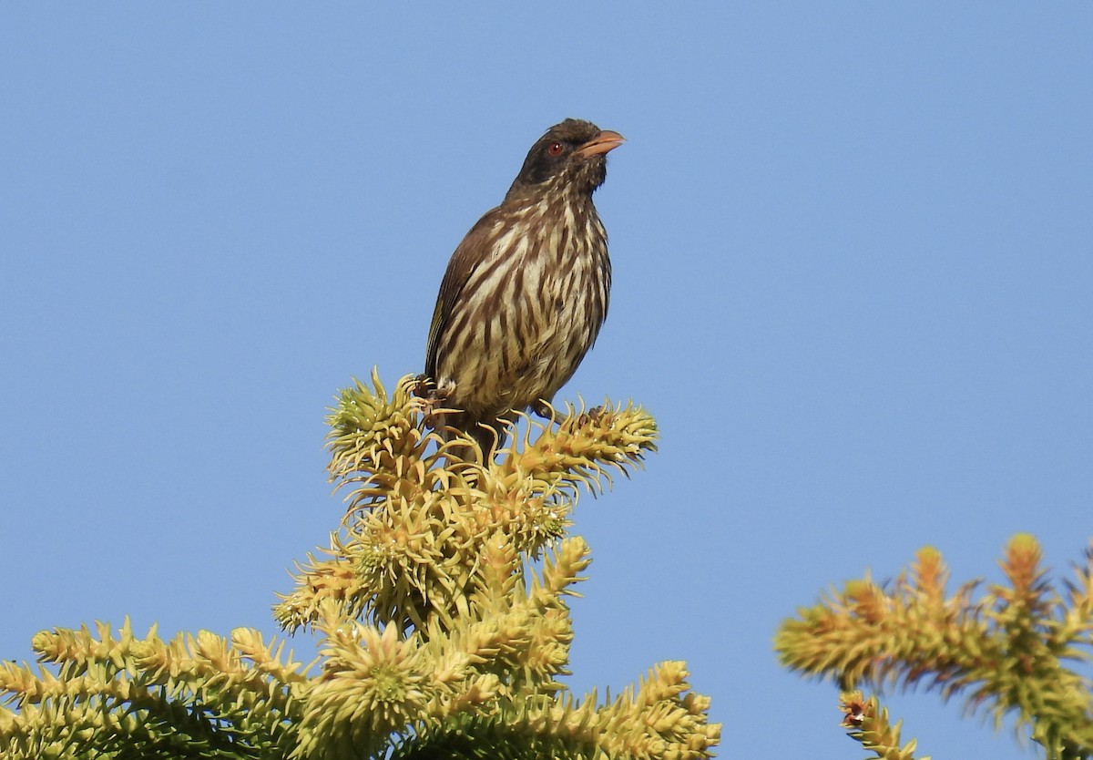 Esclave palmiste - ML645829377