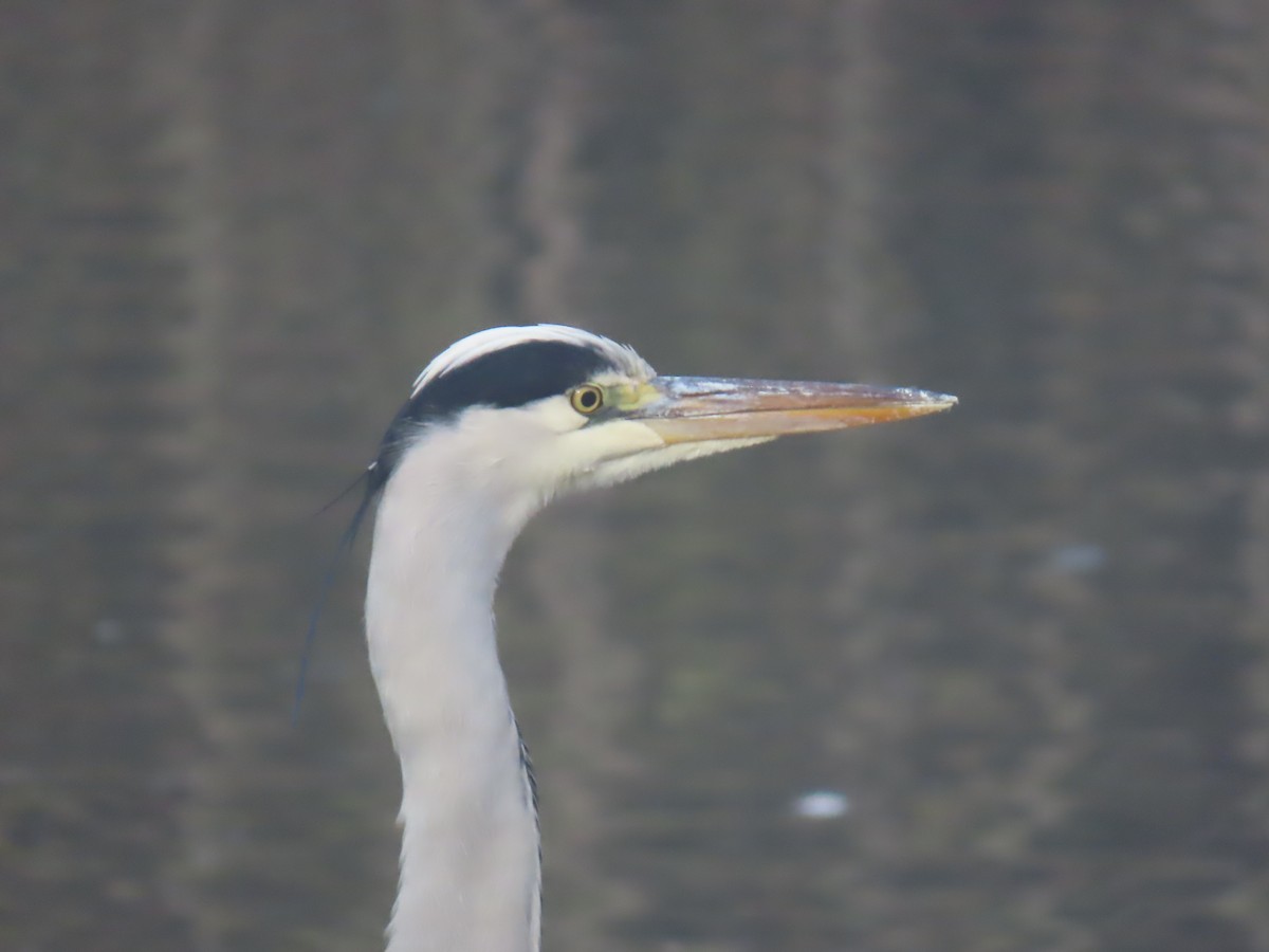 Héron cendré - ML645829378