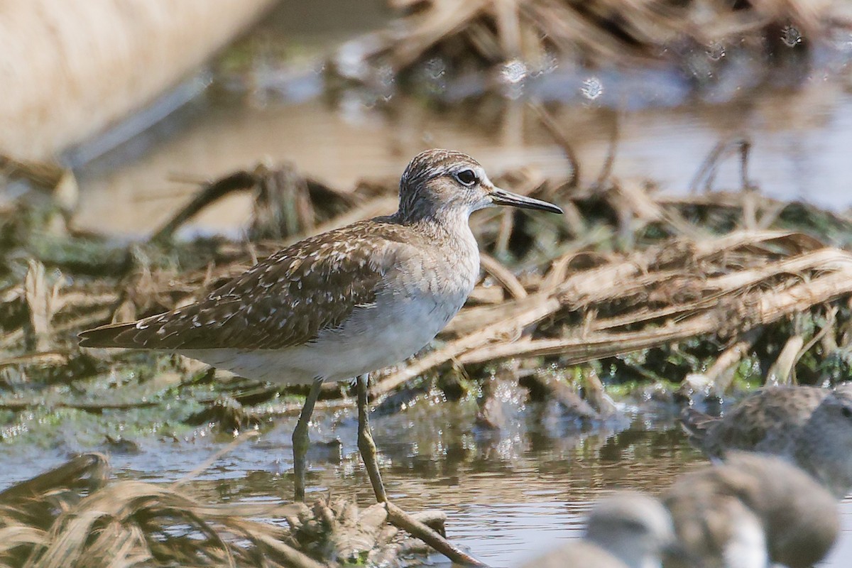 Chevalier sylvain - ML645829379