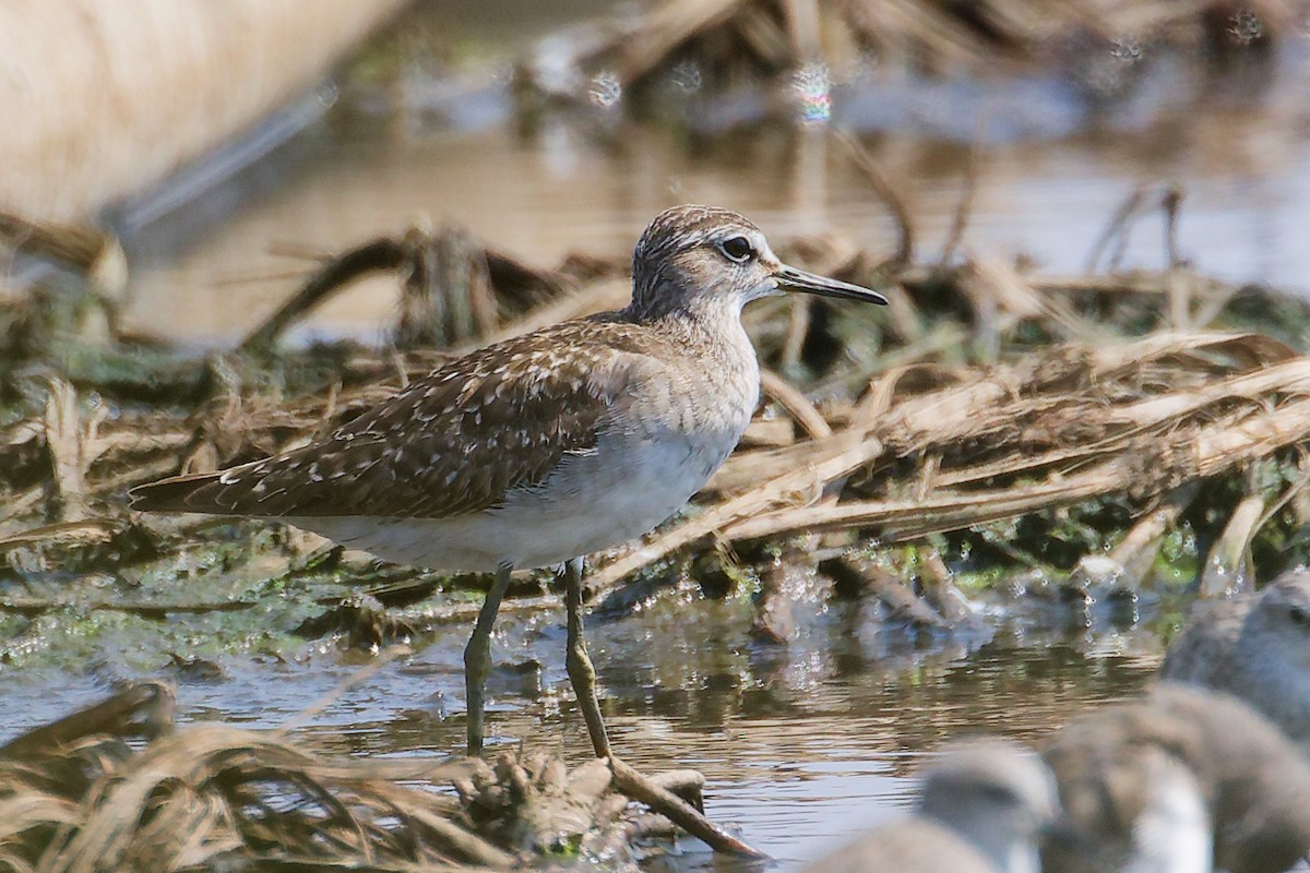 Chevalier sylvain - ML645829380