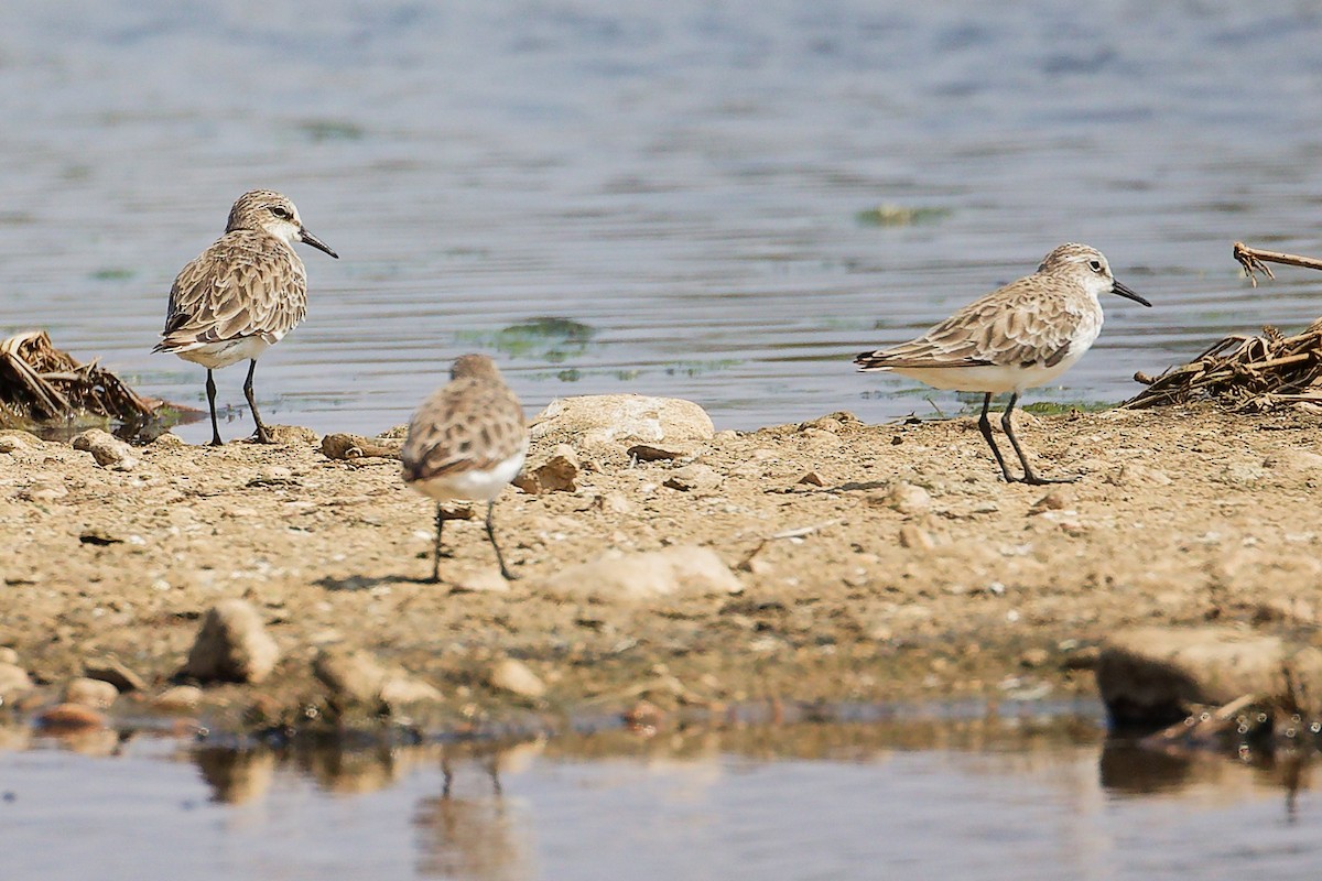 Little Stint - ML645829384