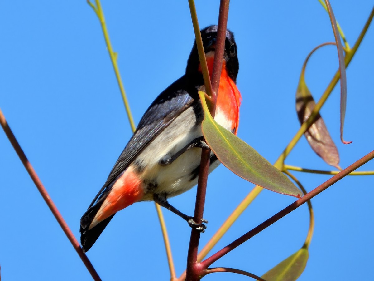 Mistletoebird - ML645829406