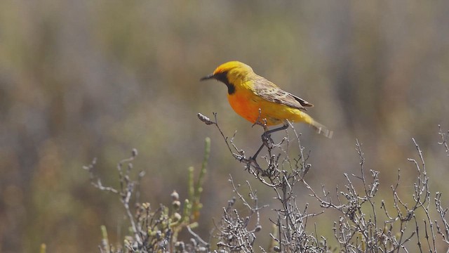 Orange Chat - ML645829419