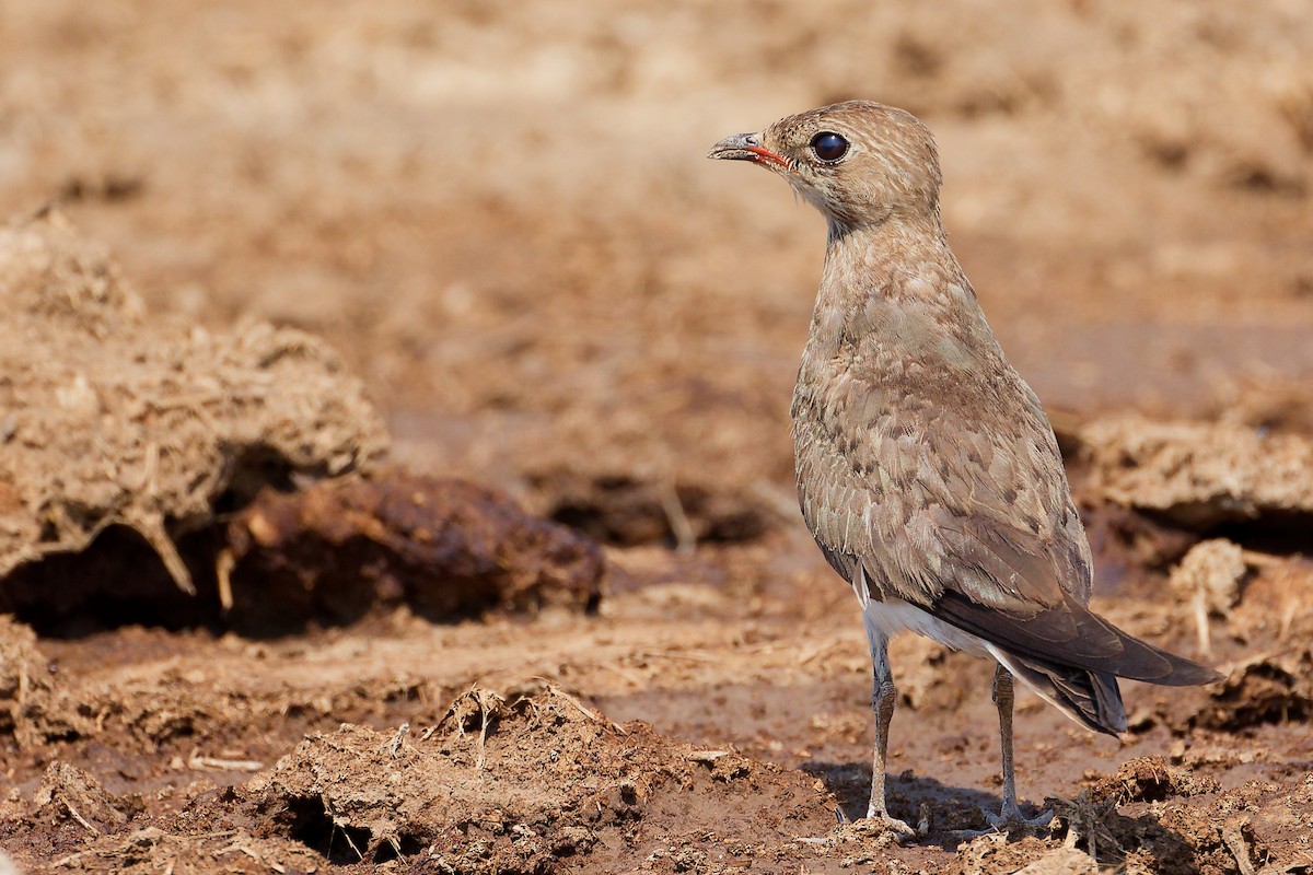 Bataklıkkırlangıcı - ML645829433