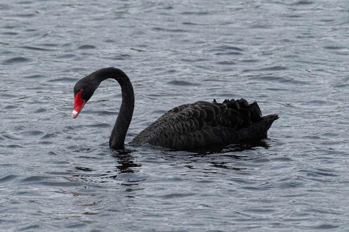 Kara Kuğu - ML645829434