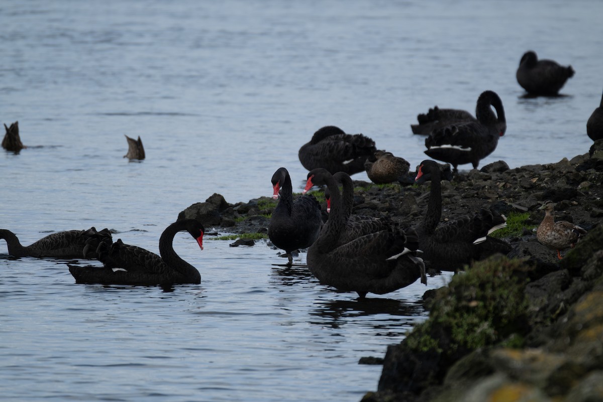 Kara Kuğu - ML645829435