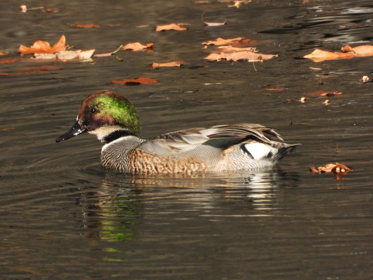 Büyük Çamurcun - ML645829436