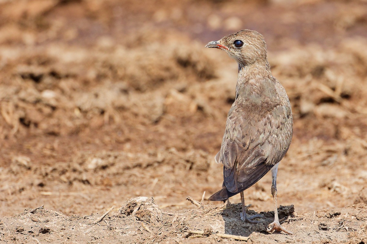 Bataklıkkırlangıcı - ML645829437