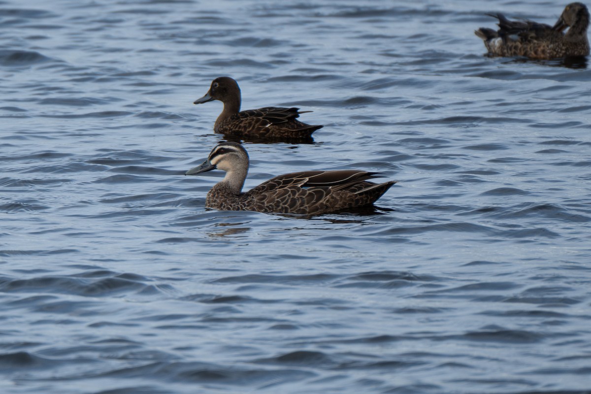 Pasifik Kara Ördeği x Yeşilbaş - ML645829439