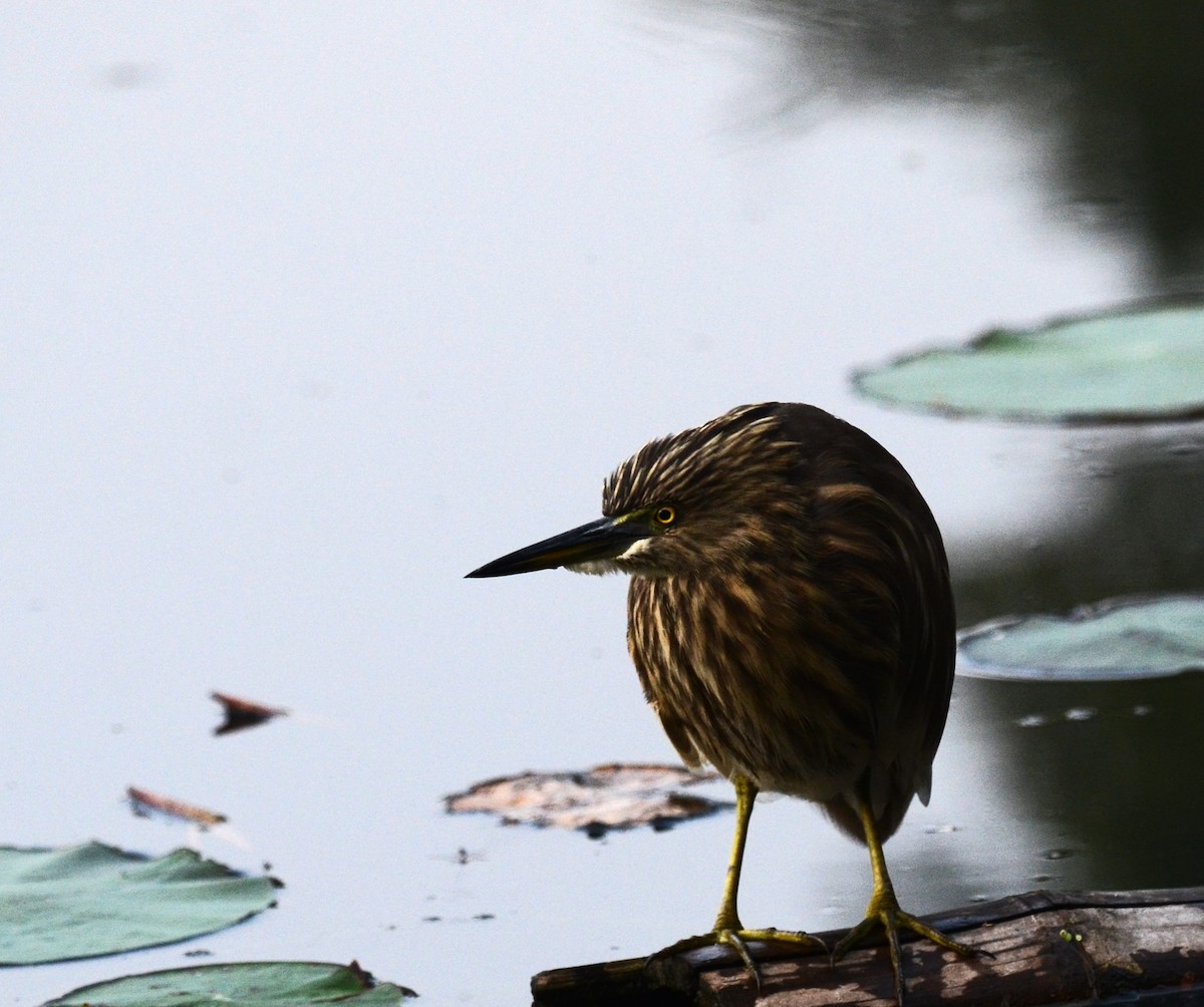 Hint Alaca Balıkçılı - ML645829440