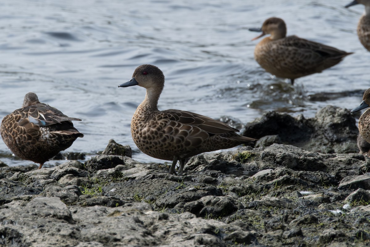 Avustralya Gri Çamurcunu - ML645829442