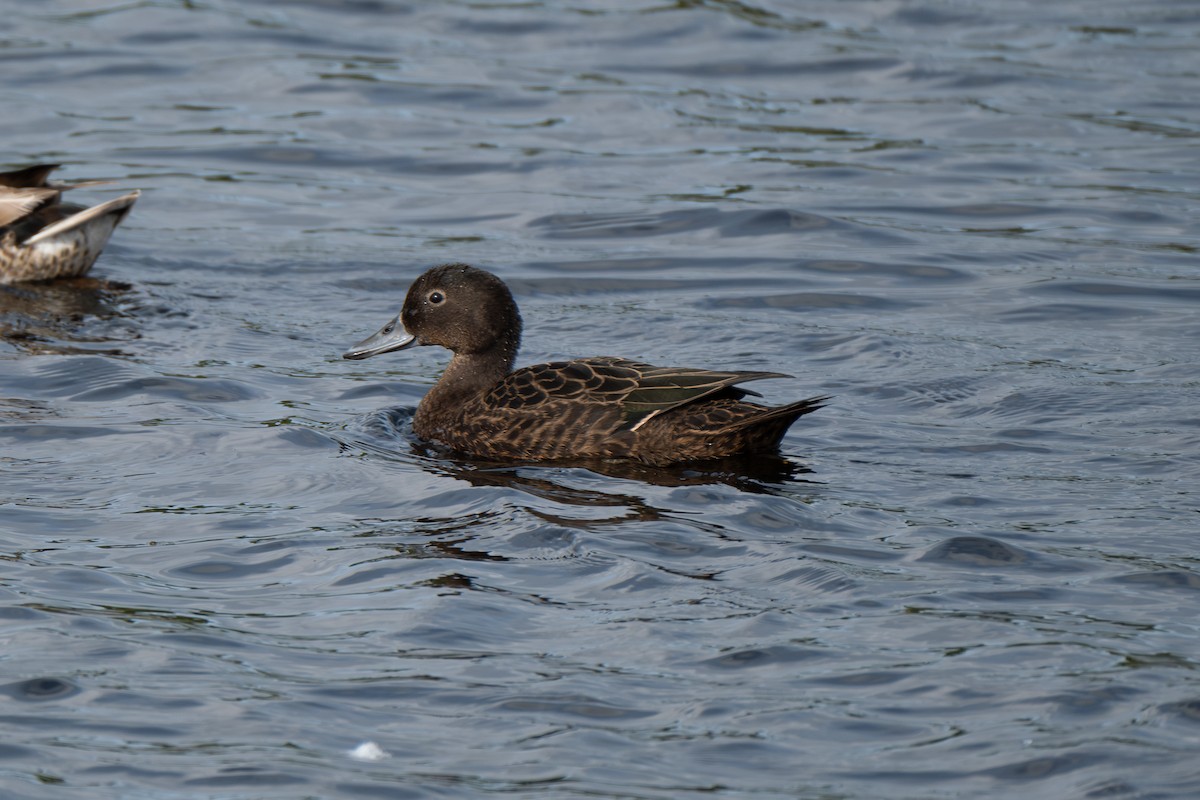 Pateke - ML645829445