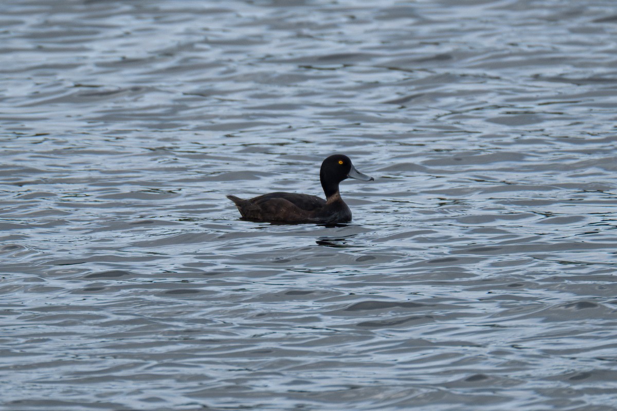 Yeni Zelanda Patkası - ML645829447