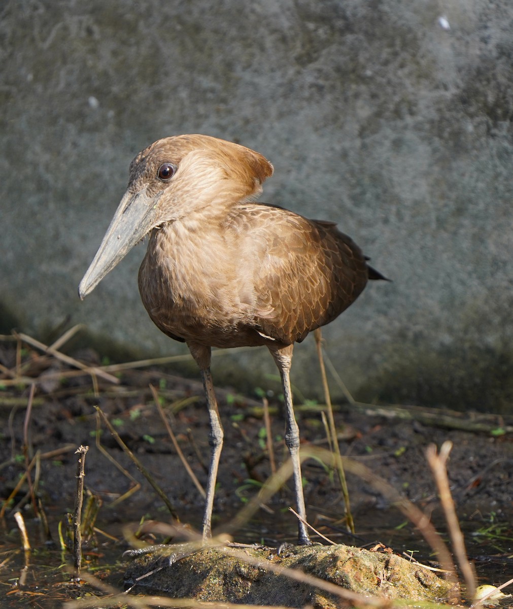 Çekiçkafa - ML645829448