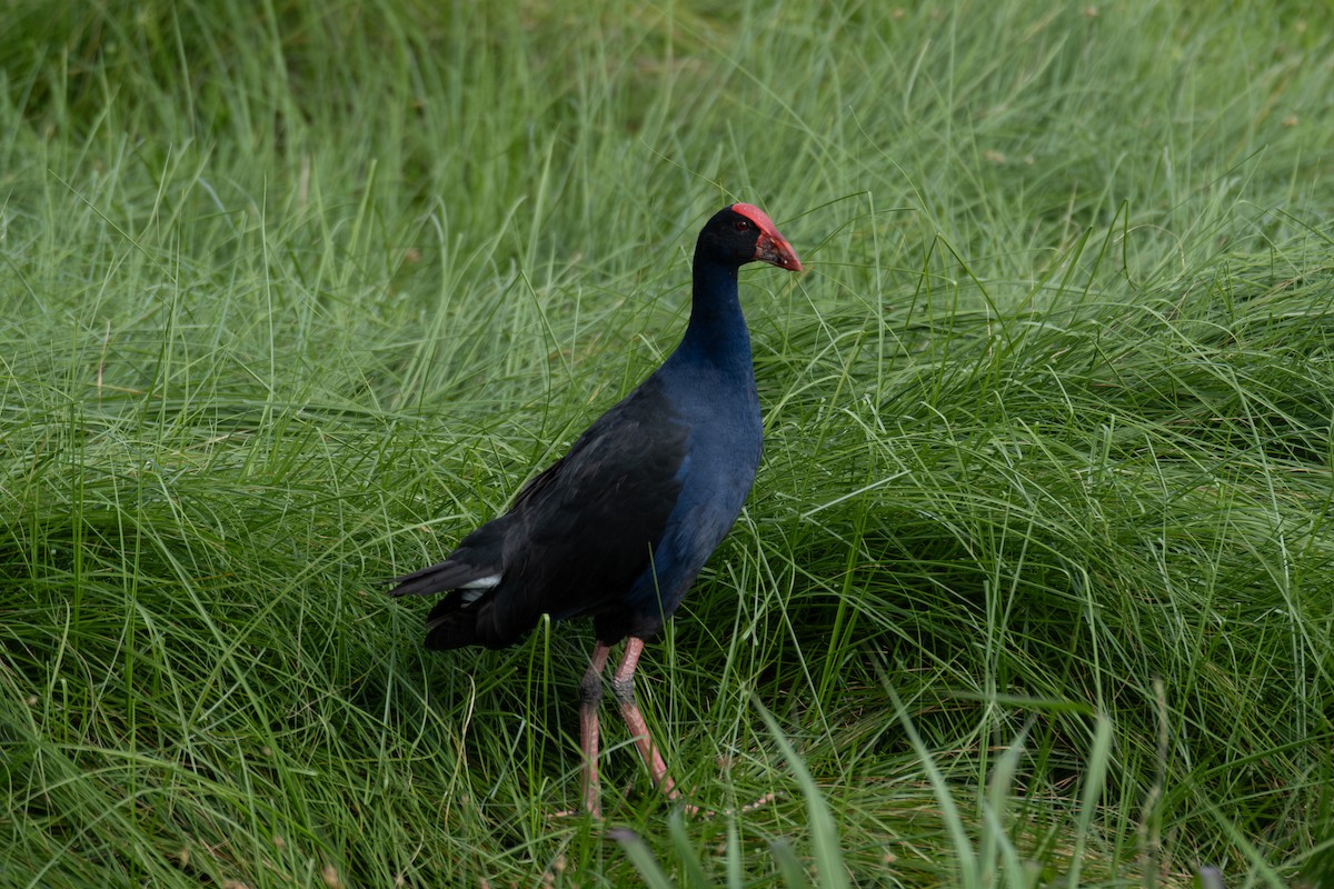 Avustralya Sazhorozu - ML645829452