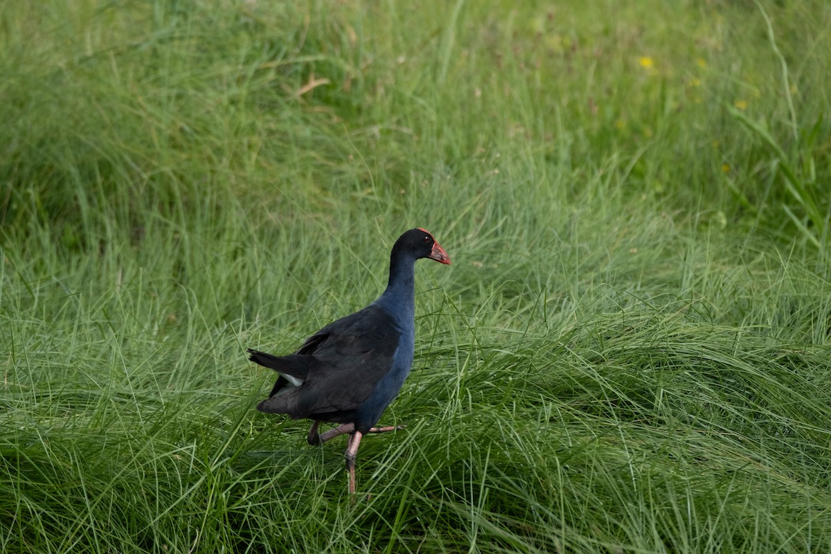 Australasian Swamphen - ML645829453