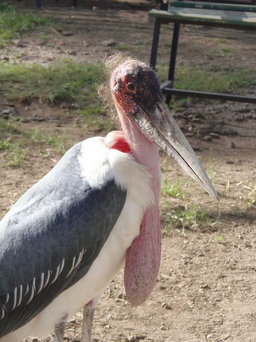 Marabu - ML645829457