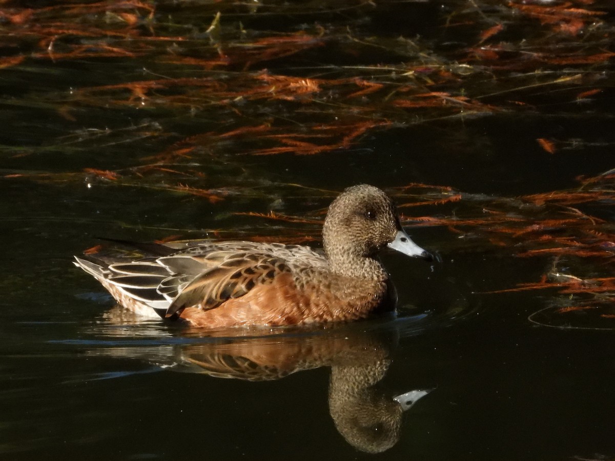 Fiyu x Amerika Fiyusu - ML645829458