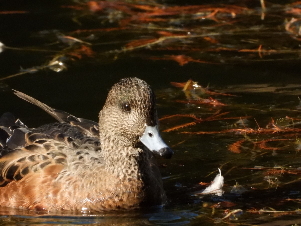 Fiyu x Amerika Fiyusu - ML645829459