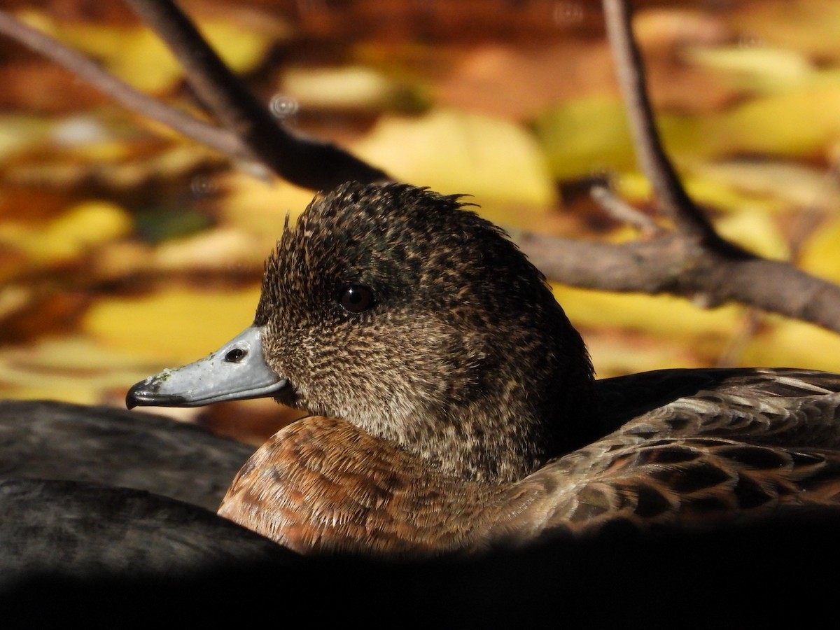 Fiyu x Amerika Fiyusu - ML645829460