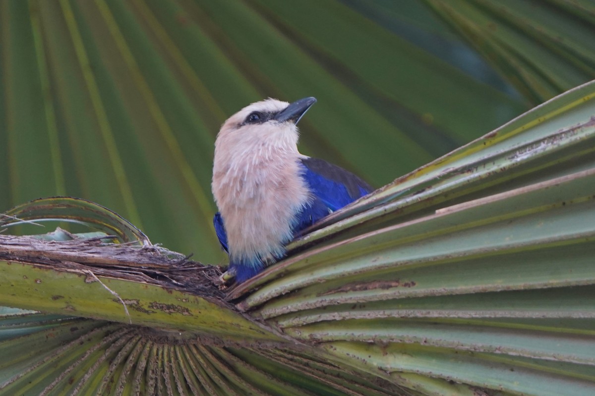 Lacivert Karınlı Gökkuzgun - ML645829465