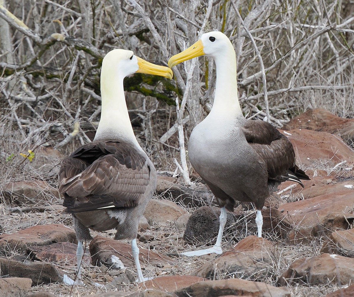 Yazılı Albatros - ML645829466