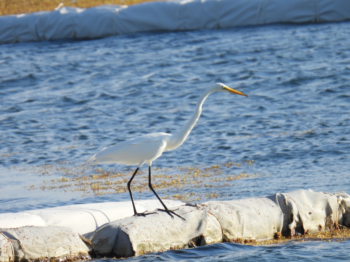 Büyük Ak Balıkçıl - ML645829467