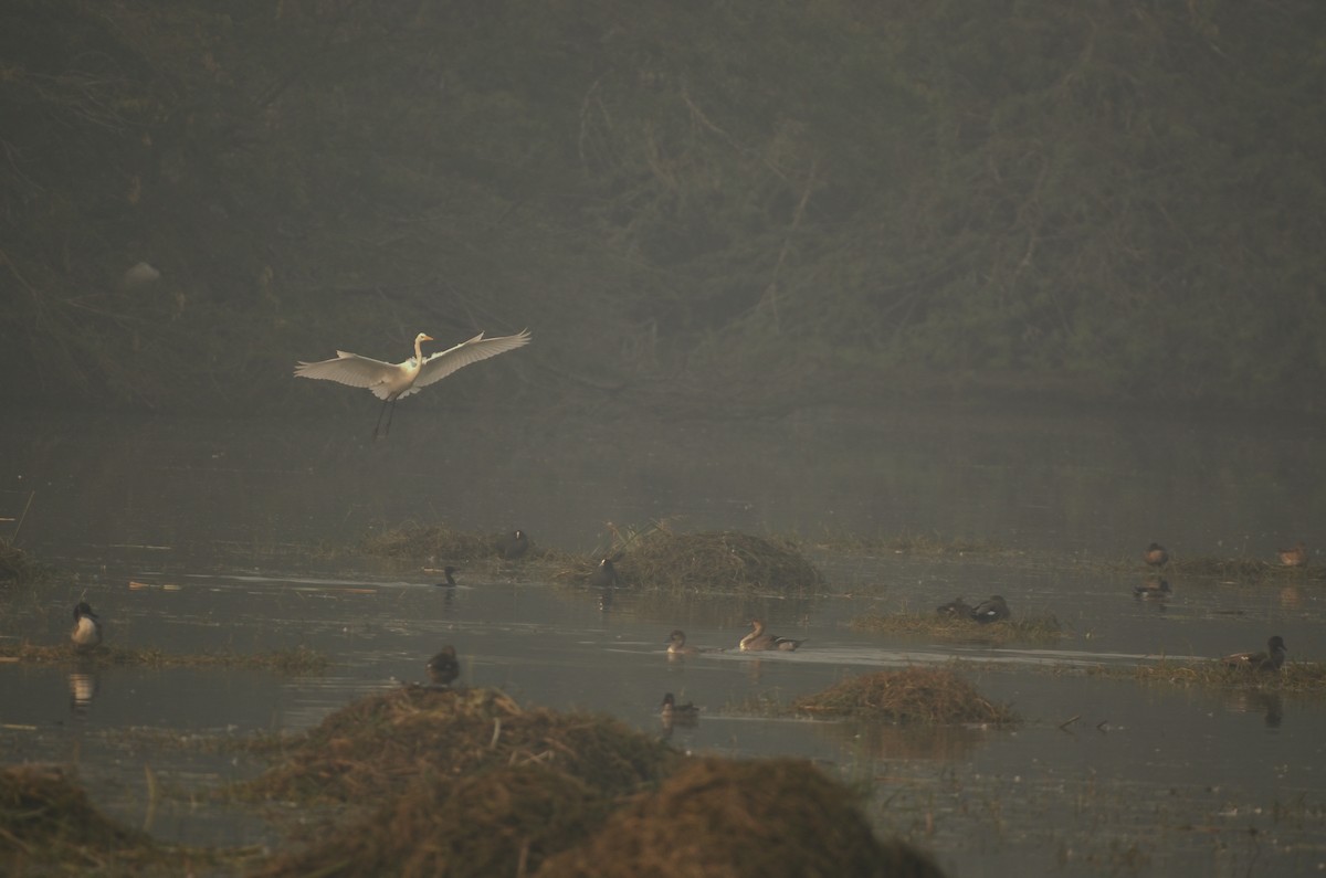 Büyük Ak Balıkçıl - ML645829468