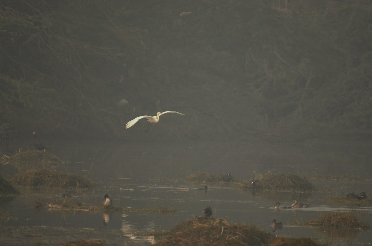 Büyük Ak Balıkçıl - ML645829469