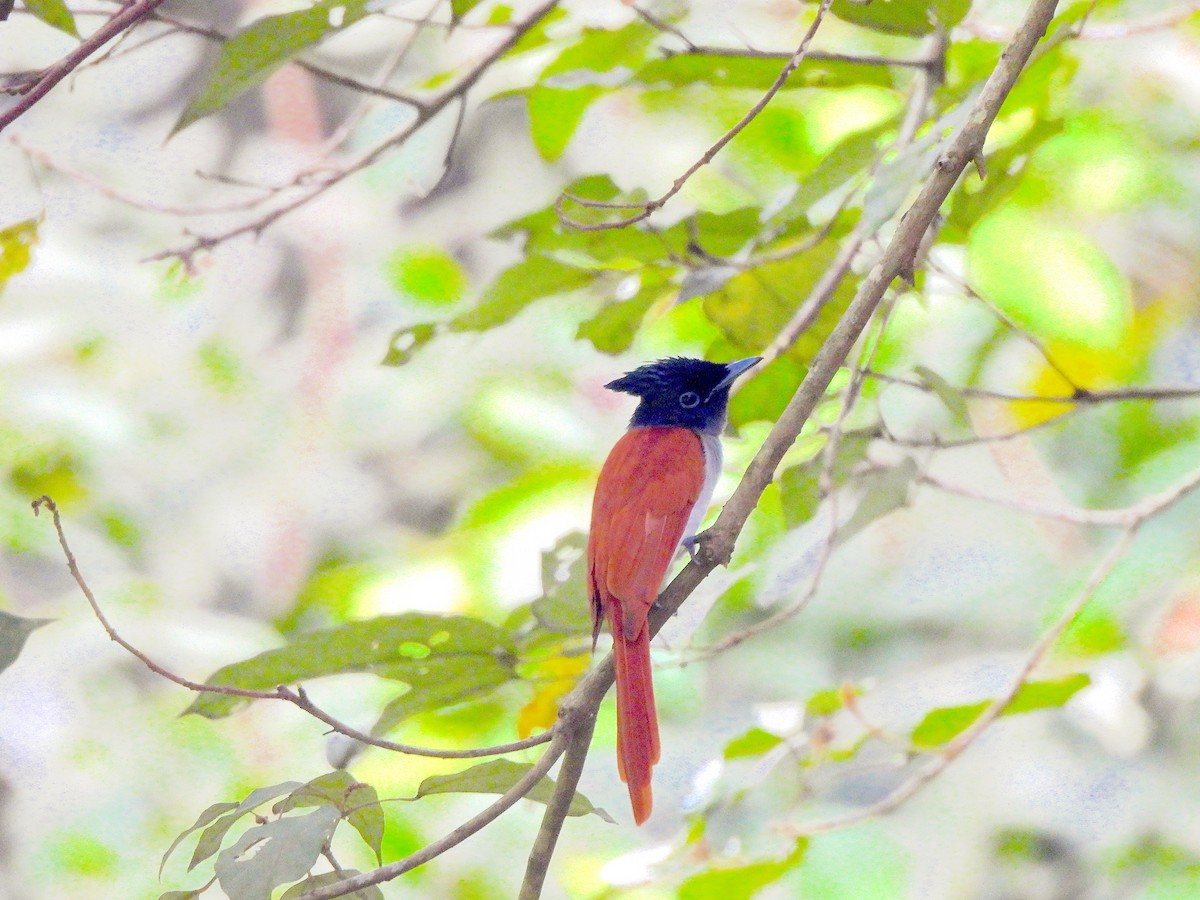 Indian Paradise-Flycatcher - ML645829473