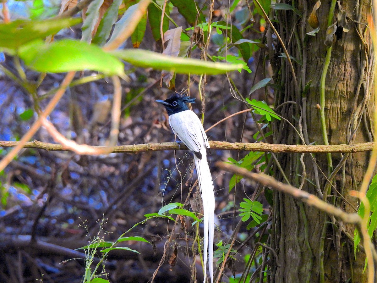 Indian Paradise-Flycatcher - ML645829474