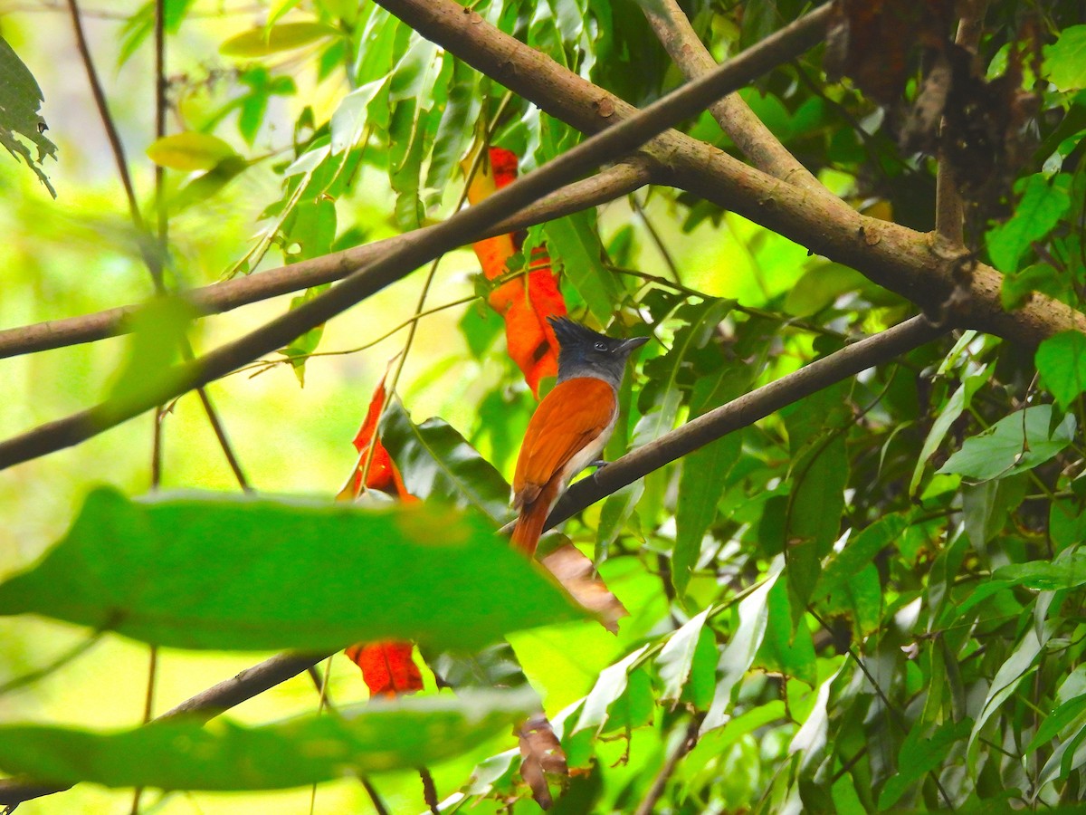 Indian Paradise-Flycatcher - ML645829475
